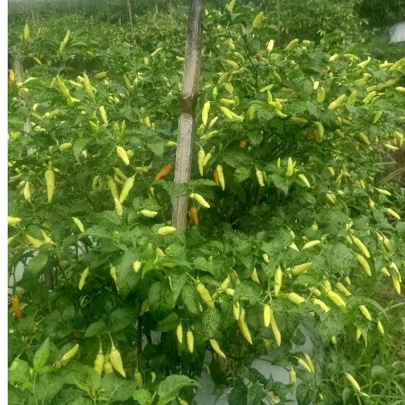 Paket Seprey Masa Generatif 50 Hst - Panen Metode Tanam Cabai Mas Udin