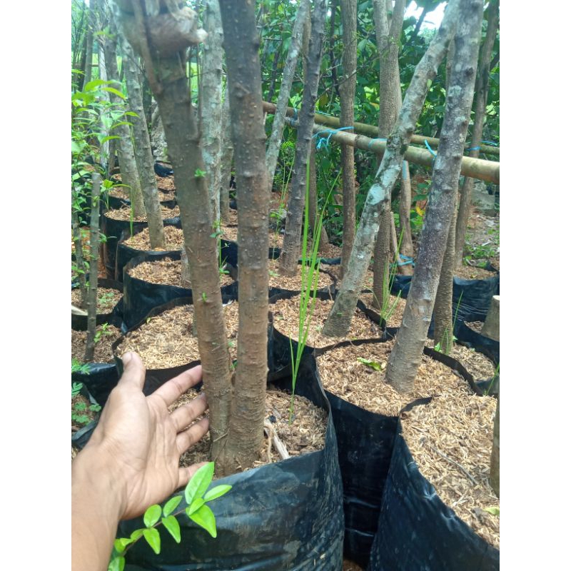 bonggol anting putri v