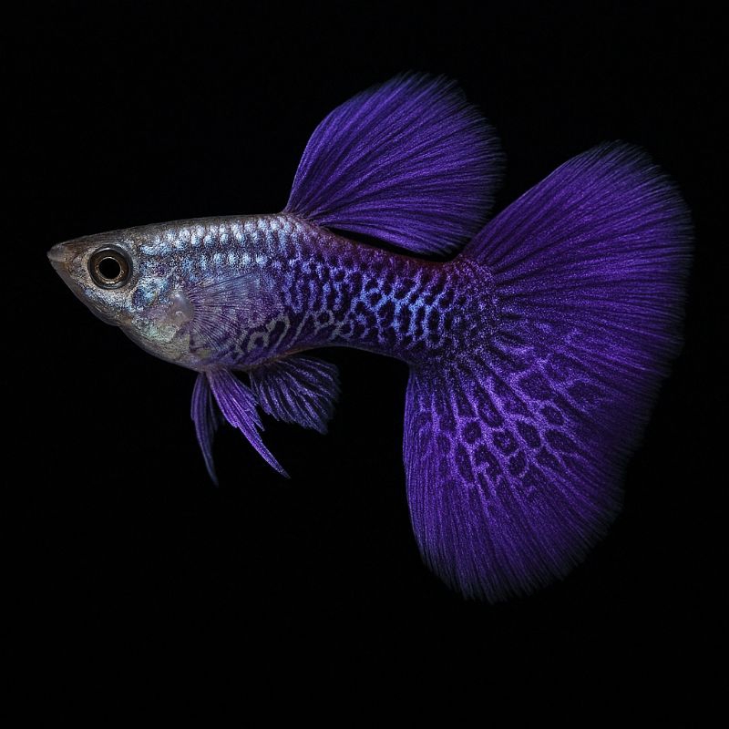 hiasan aquarium guppy purple dragon