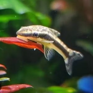 OTOCINCLUS AFFINIS ALGA EATER