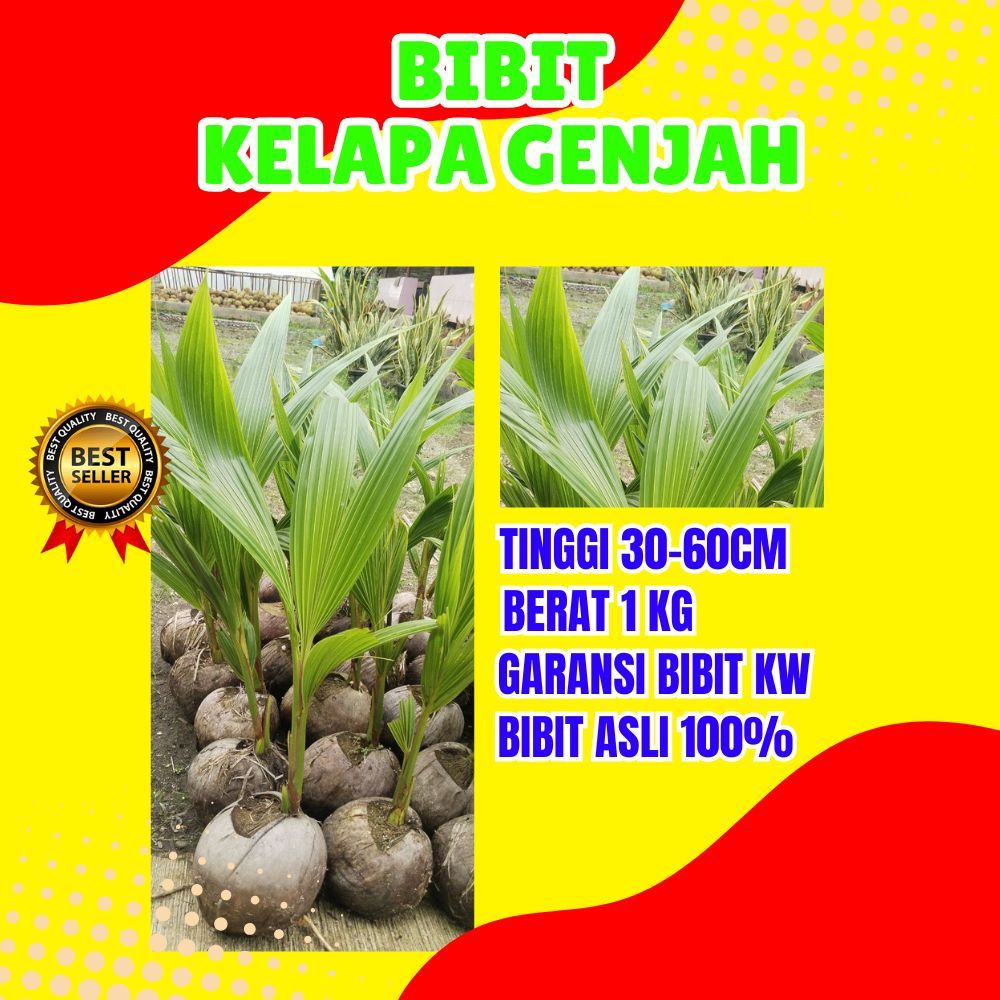 LANGSUNG PETANI.. Pohon Buah Kelapa Tua Bulat, Pohon Buah Kelapa Tua Utuh