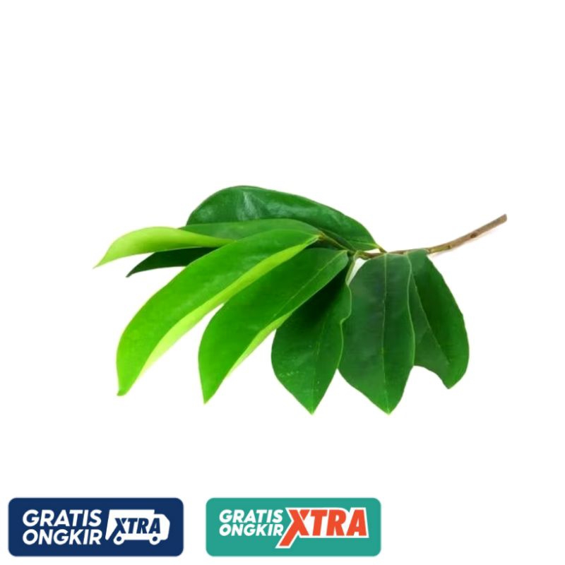 

Daun Sirsak Segar Petik Langsung Packing Per Lembar