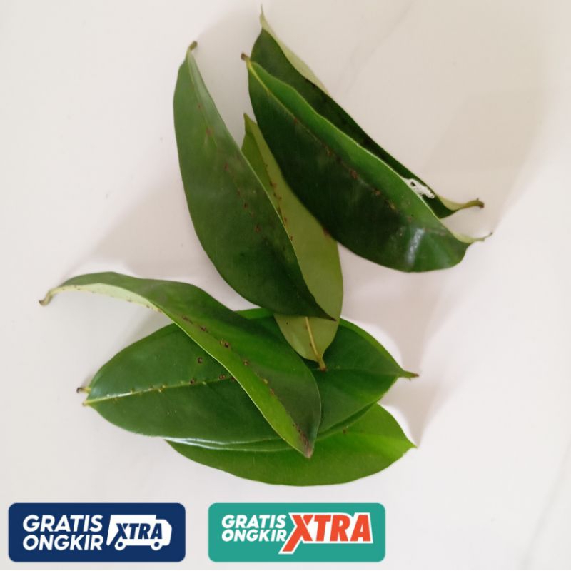 

Daun Sirsak Segar 100 Lembar