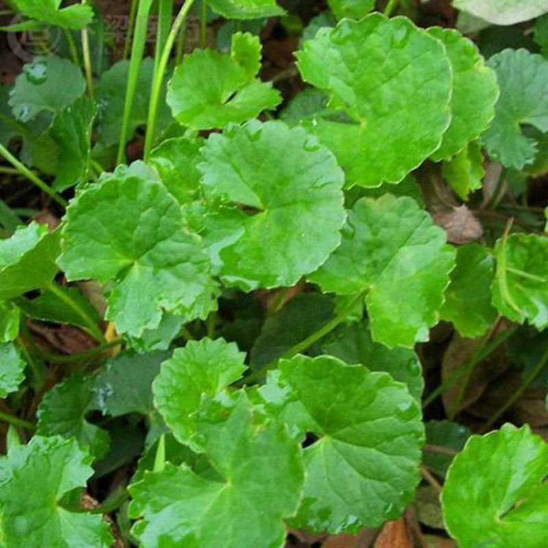 

Daun pegagan/daun antanan segar 500gram