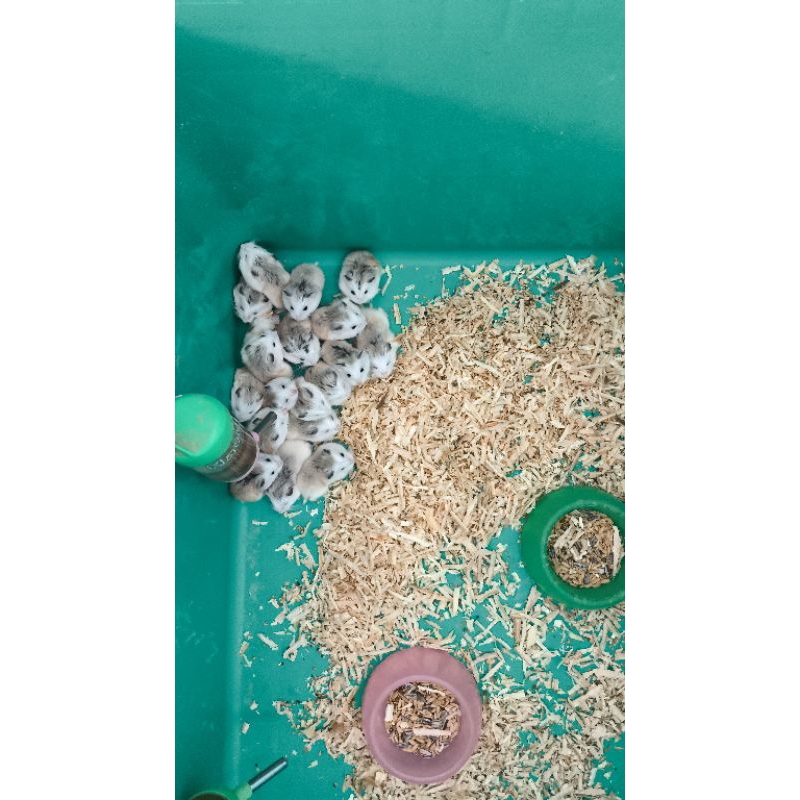 hamster roborovski