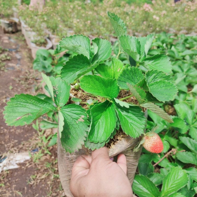 tanaman stoberi