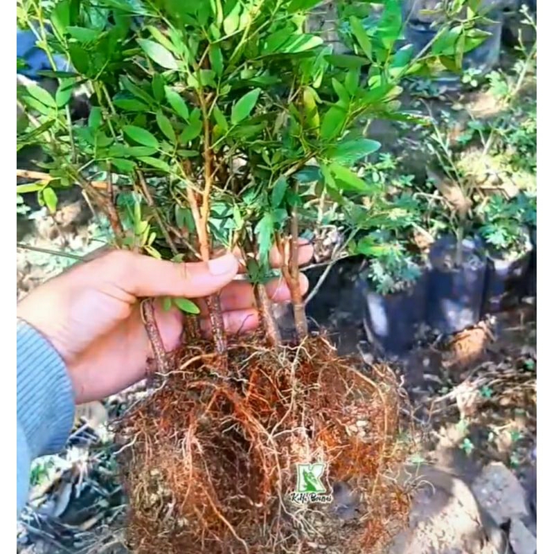 Bibit Bonsai Kaliandra Sulimaraja