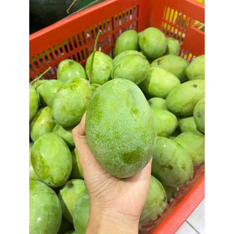 

buah mangga manalagi 900-1000 gram fresh mangga fresh utuh bukan bibit