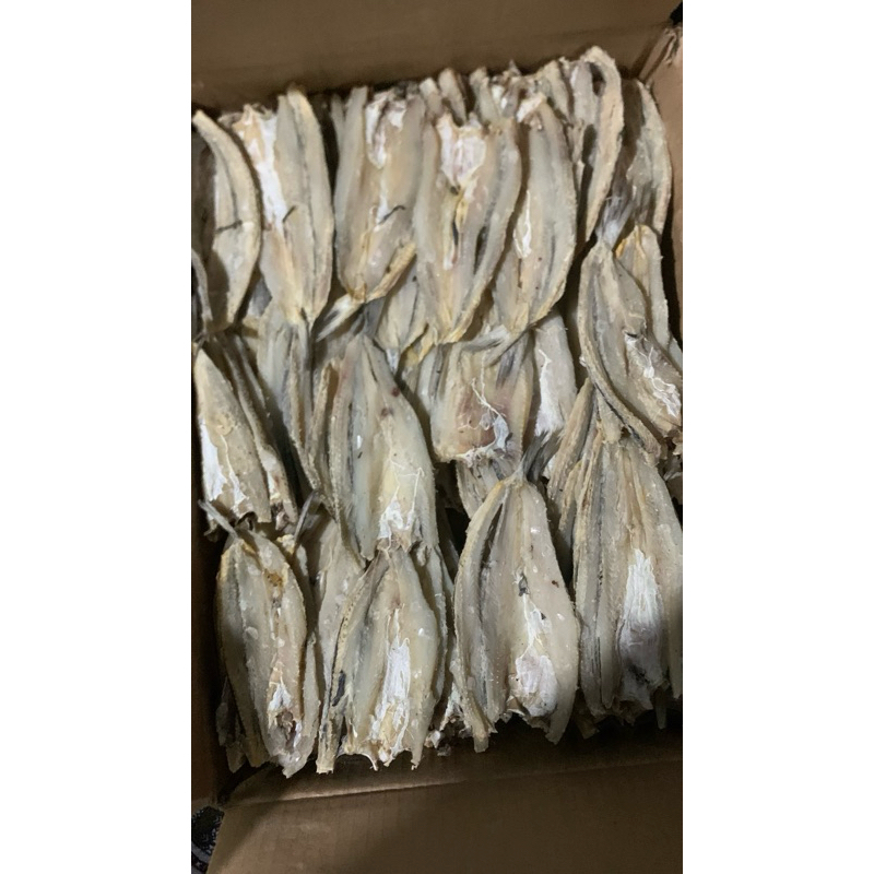 

ikan bloso belah / ikan jenggalak / ikan gabus laut / ikan kacang kacang premium !!!