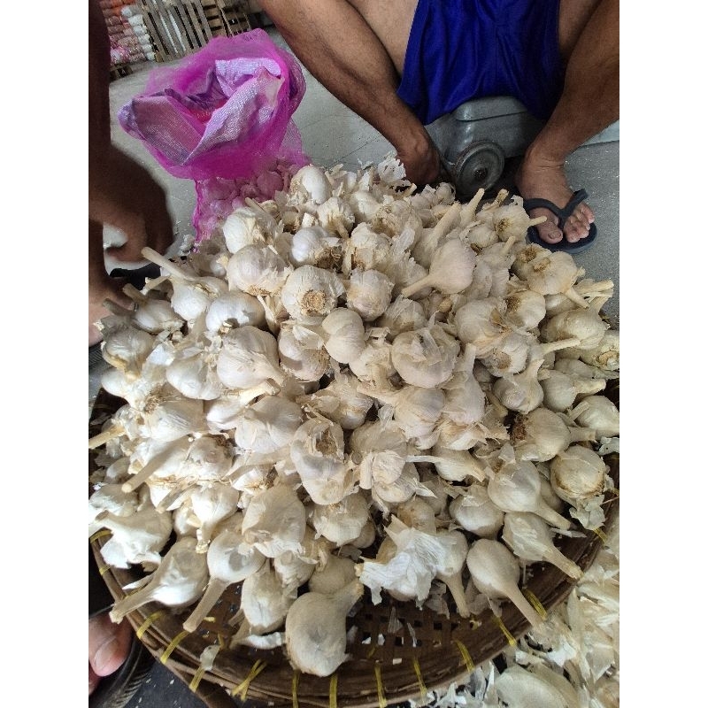 

Bawang Kating Impor dari Cina