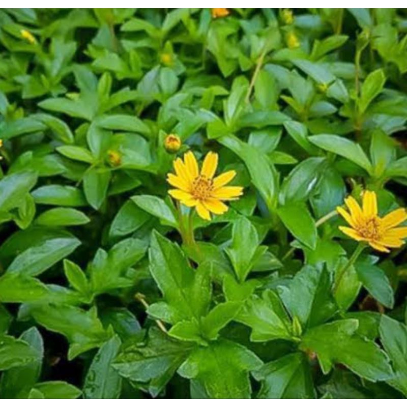 

Daun seruni tusuk konde segar 250 gram