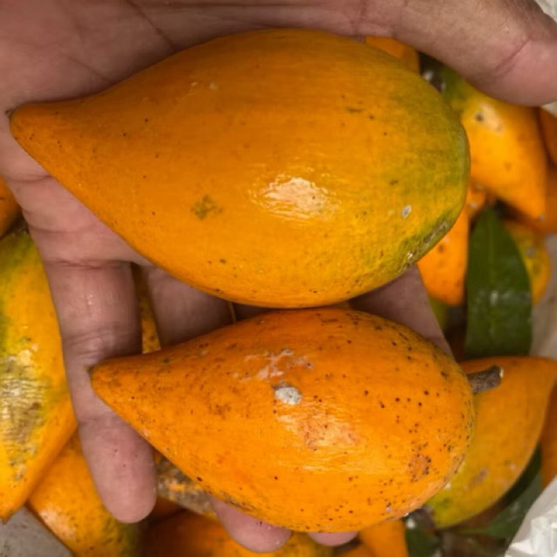 

1kg buah alkesa/buah sawo mentega