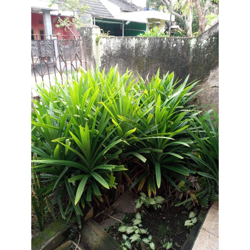 

Daun Pandan Besar 30cm-60cm