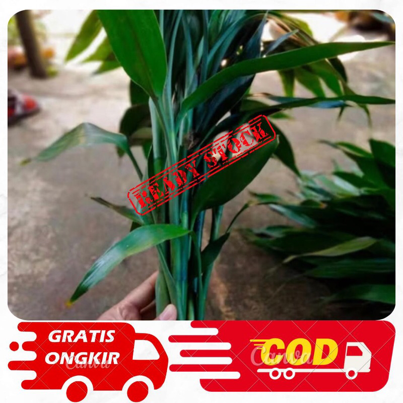 Tanaman Hias Bambu hoki/Tanaman hias bambu hoki premium