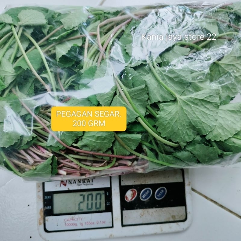 

PEGAGAN SEGAR KEMASAN 200 GRM ALAMI ORIJINAL