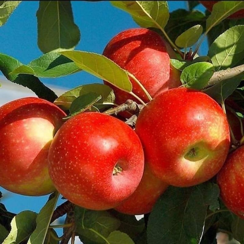 

APEL CANGKOK FUJI JEPANG BATANG BESAR