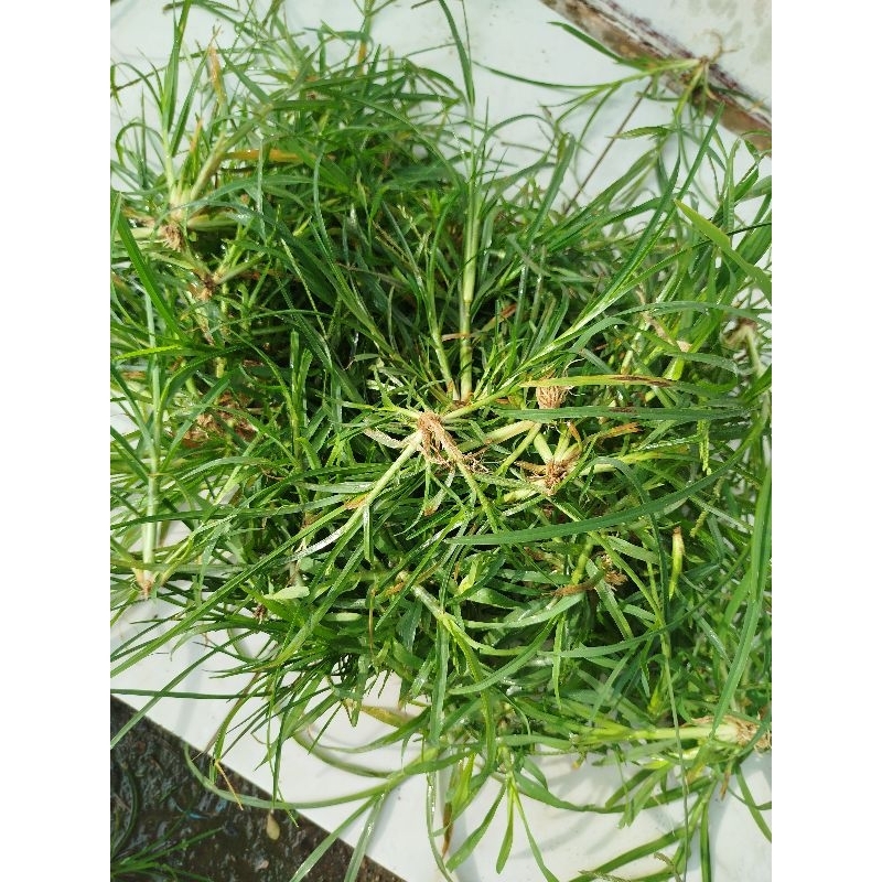 

rumput belulang segar 250.GRM