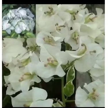 Tanaman hias bugenvil bunga putih varigata - bunga cantik bugenvil
