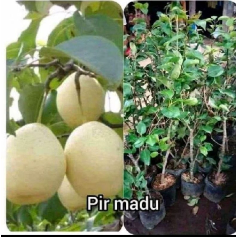 bibit buah pir madu