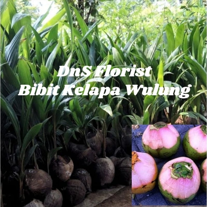 Bibit Kelapa Wulung Akar Merah Asli Super Genjah