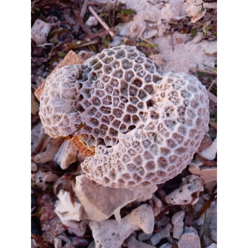 Cangkang Kerang Laut