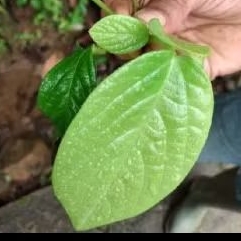 

obat herbal singa depa / kiwaro