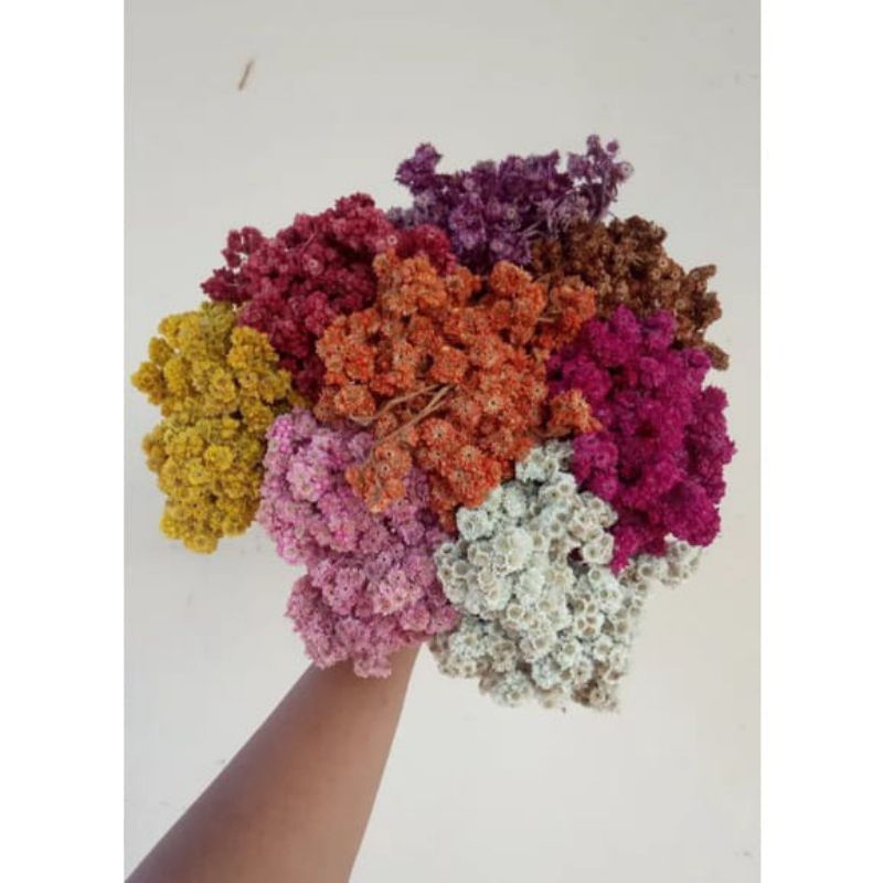 bunga kering edelweis budidaya, bunga kering edelweis