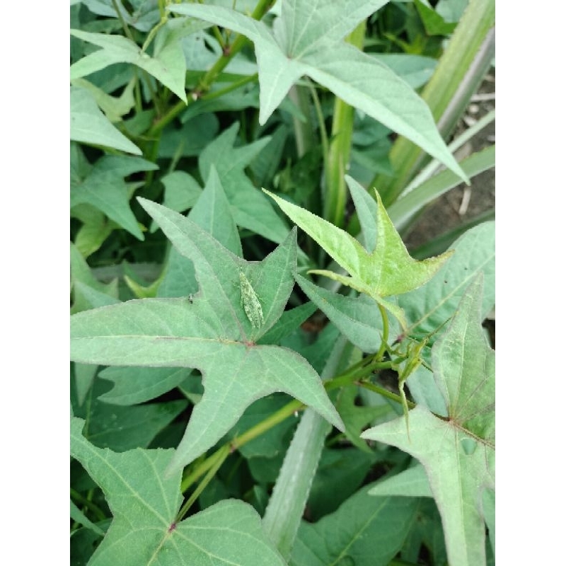 Bibit Ubi cilembu Madu