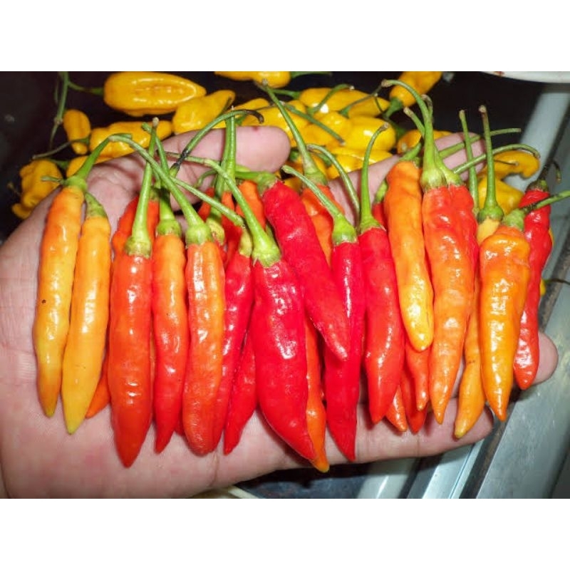 

Cabe Rawit Merah 1Kg