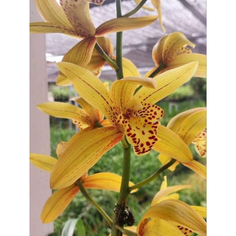 Chen Ruby Anggrek Cymbidium