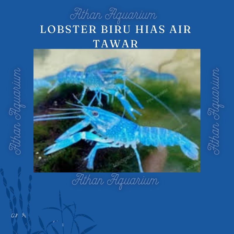 Lobster Hias biru air tawar size kecil ke medium ukuran 7-8cm