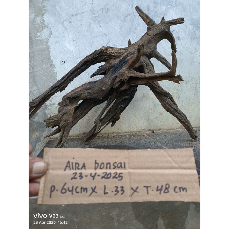 kayu rentek besar untuk aquascape Aquarium