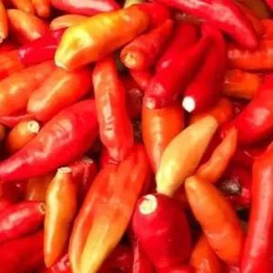 

cabe rawit merah petik 250 gr