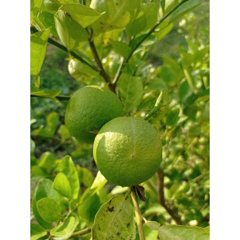 

Jeruk nipis segar langsung di petik 2 kg banyak kandungan air nya