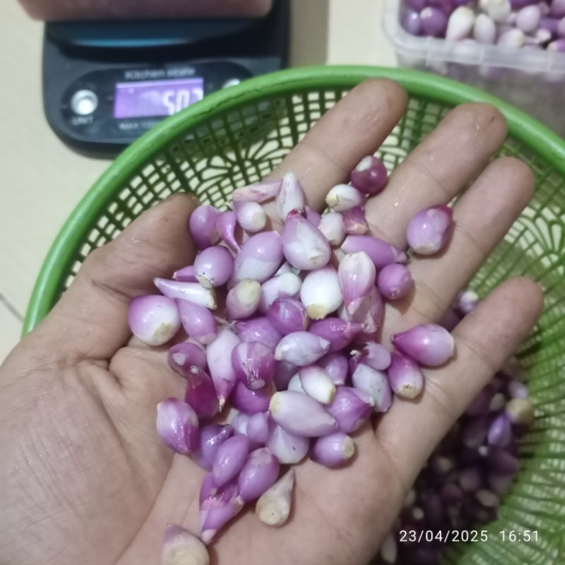 

BAWANG MERAH KUPAS UKURAN KECIL SIAP GILING