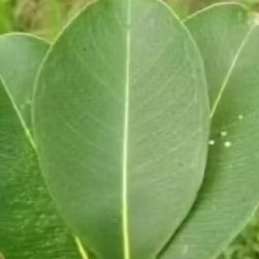 

daunjuwetsegar50lembardewetJamblang