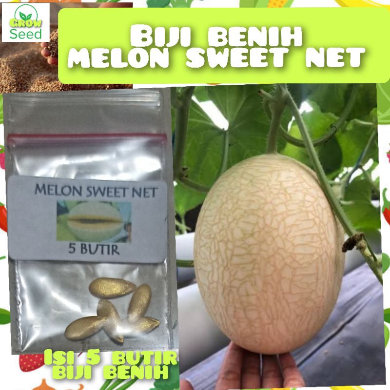 5 BUTIR BIJI BENIH MELON SWEET NET