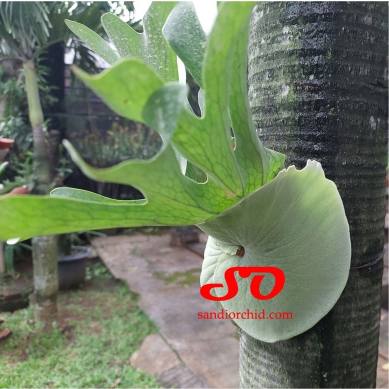 [ REMAJA ] Platycerium Wandae – Sang Ratu Tanduk Rusa dari Papua