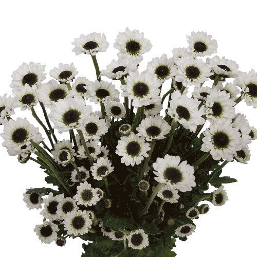 Bunga Potong Yinyang/BUnga potong murah/Fresh flower/Bunga potong lokal/Krisan Segar