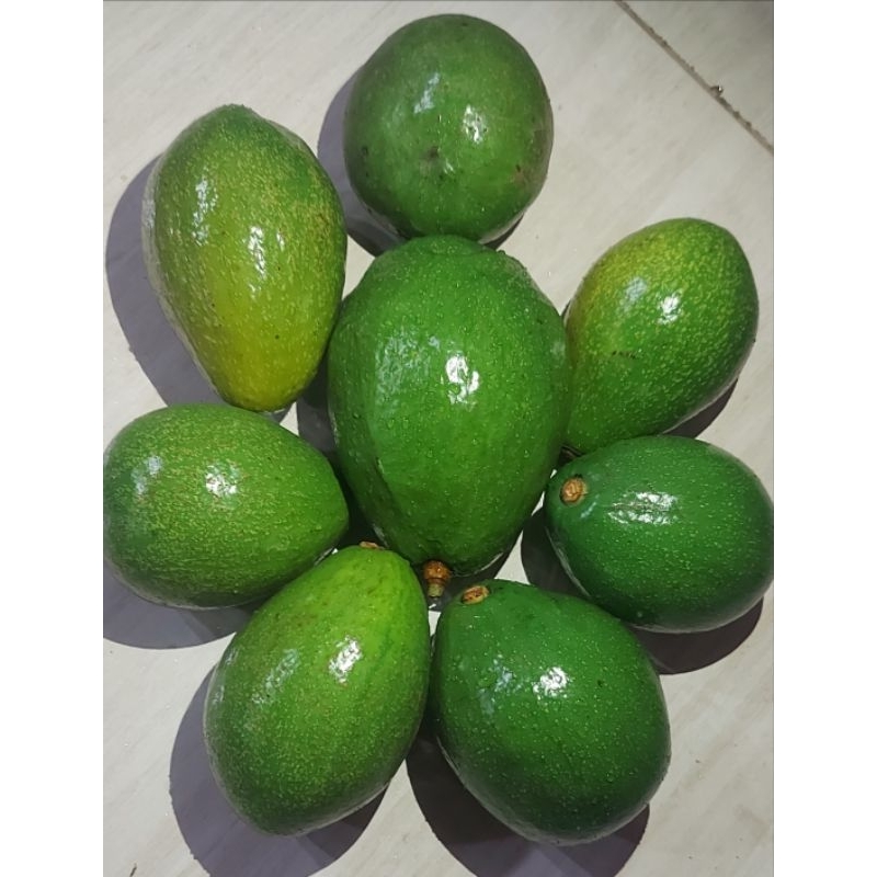 

Alpukat Mentega 1kg