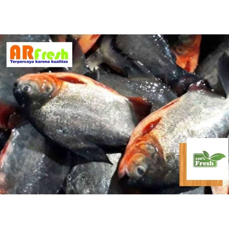 

Bawal Air Tawar (500 gr)