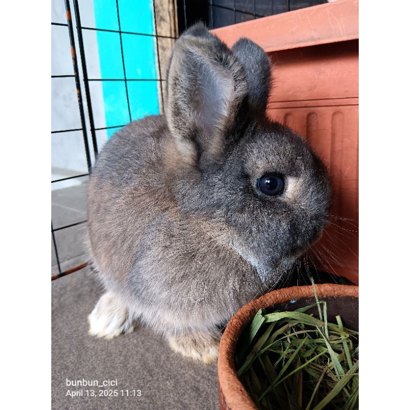 Kelinci Netherland Dwarf Reiko