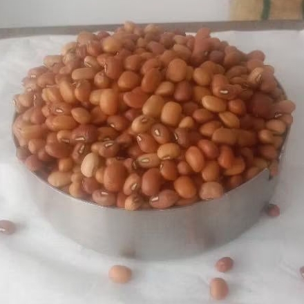 

Kacang Tunggak Import
