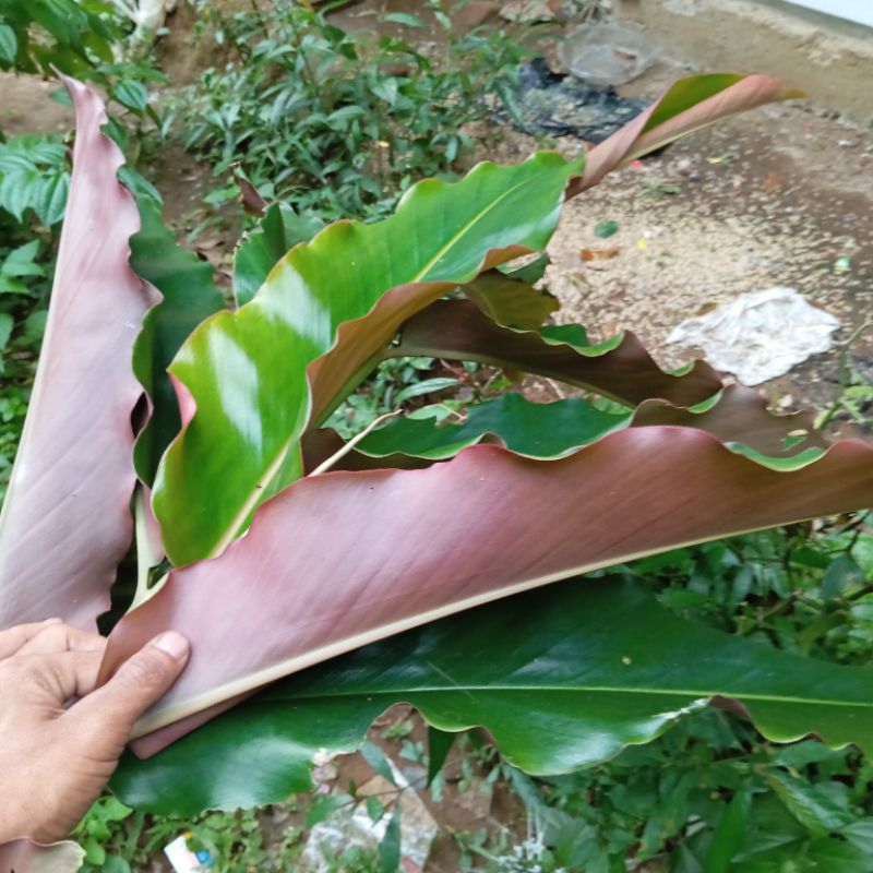 

Daun kecombrang merah segar 250 gram