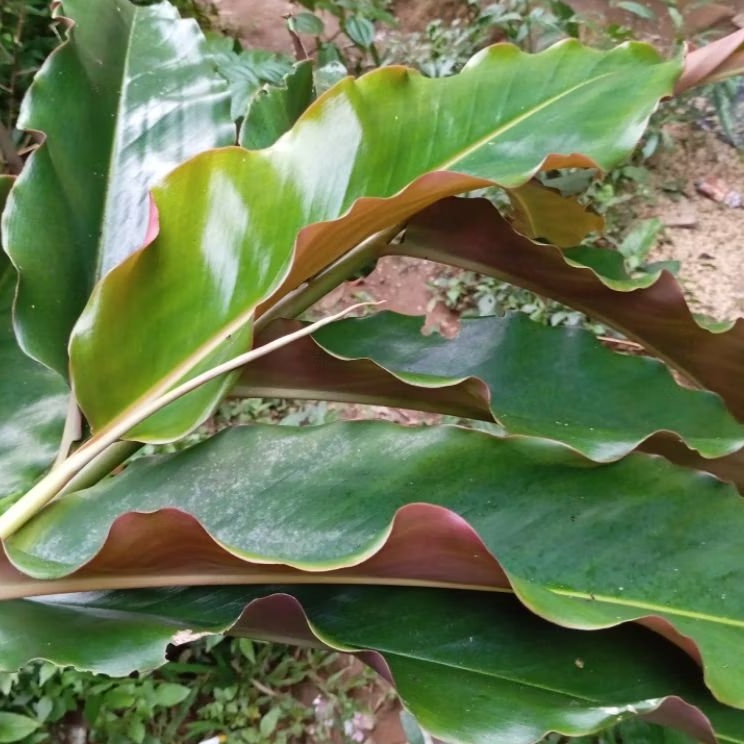 

Daun kecombrang merah segar petik langsung 1 kg