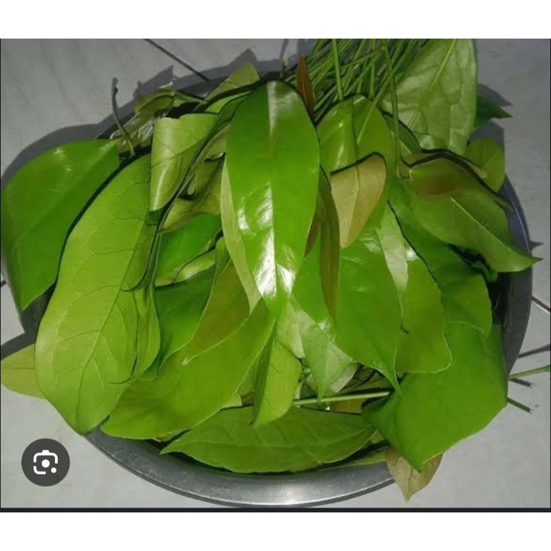 

daun melinjo