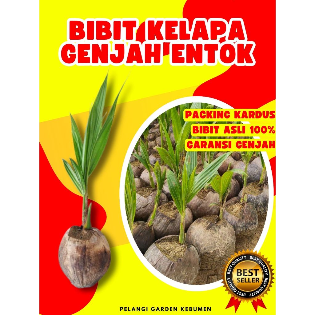 BIBIT UNGGUL.. Benih Kelapa Kopyor Besar, Benih Kelapa Kopyor Genjah