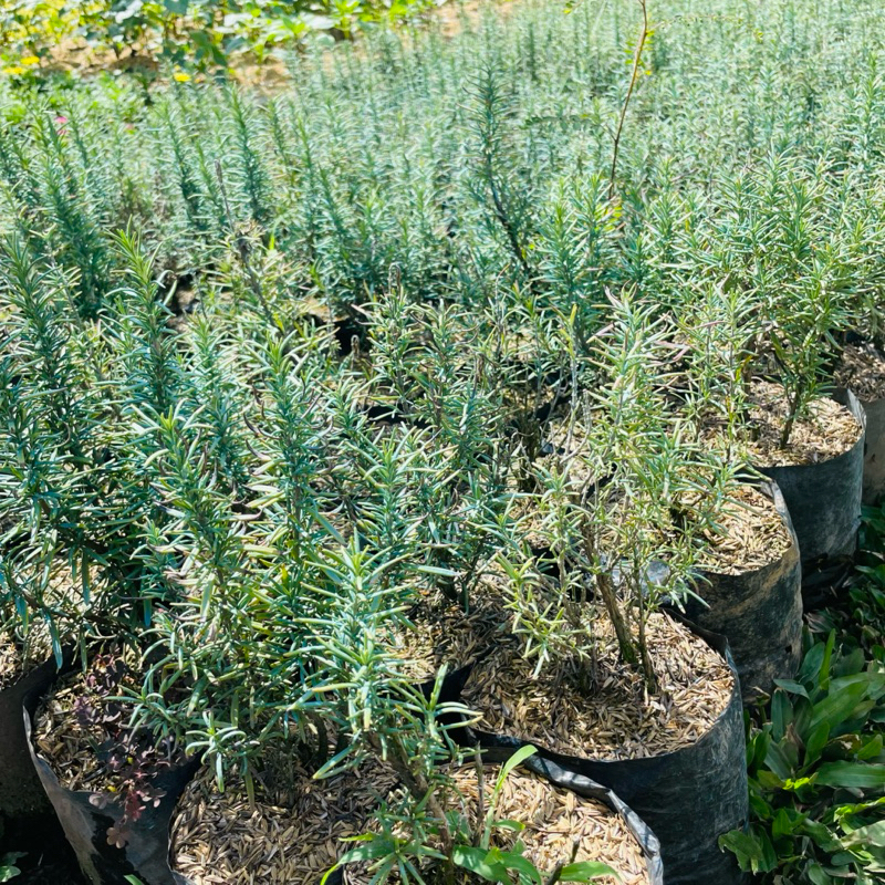 Tanaman Rosemary /Rosemary