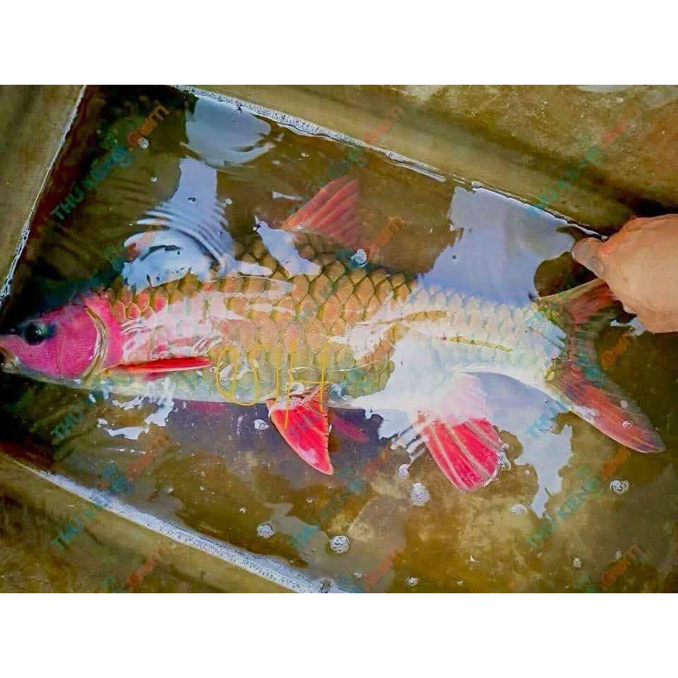 PHOENIX BARB WC