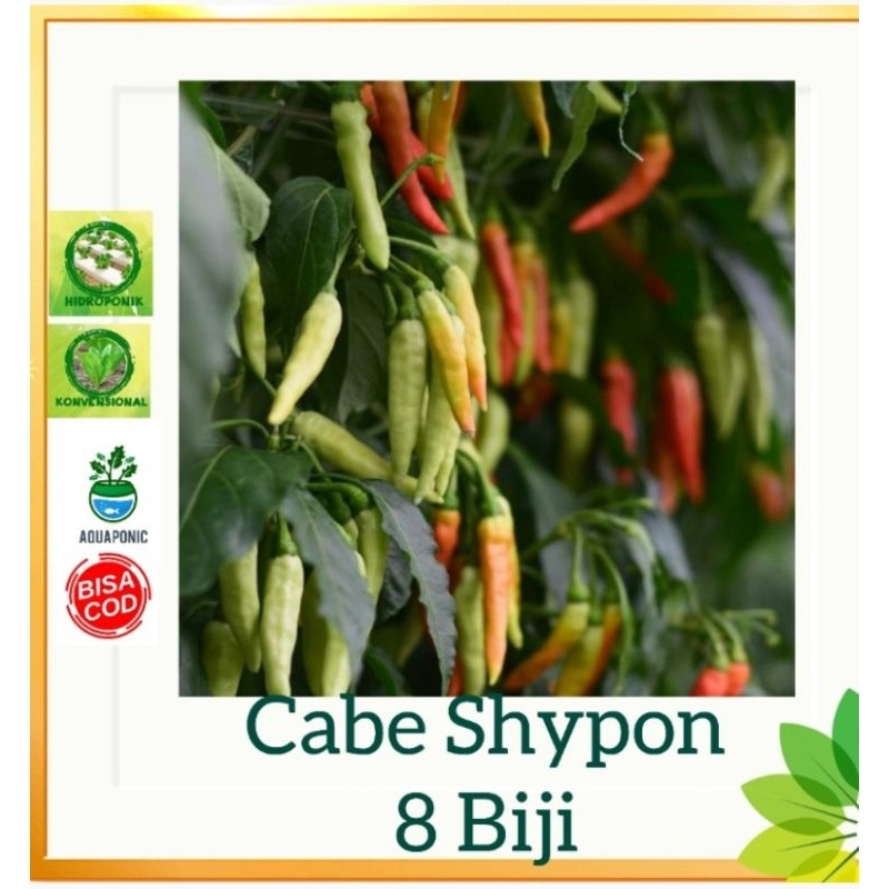 

Cabe Shypoon isi 8 biji